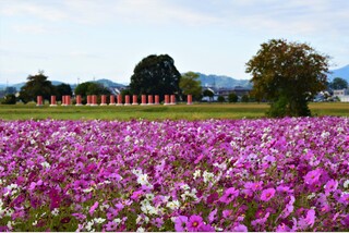 祝!世界遺産登録決定「飛鳥・藤原の宮都」を訪ねて
