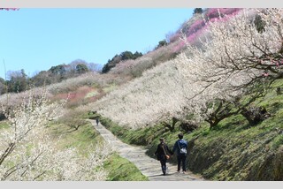 【えひめ2大春まつり】椿まつり&七折梅まつり