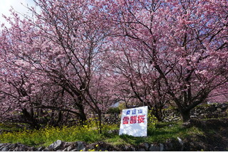 春を呼ぶ!桑田山雪割桜&隈研吾名建築を巡る!梼原まち歩き