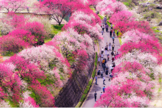 2泊とも名湯で過ごす花旅♪信州 東海 彩りの5大花物語~高遠コヒガン桜・花桃・ミツバツツジ・チューリップ・しだれ桜~