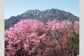 石鎚アケボノツツジトレッキング