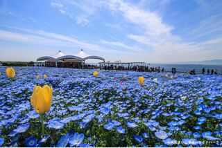 ネモフィラまつり