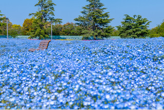 霧生温泉メナード青山リゾートシャンベールに泊まる! 水色の絨毯ネモフィラまつりと鳥羽水族館
