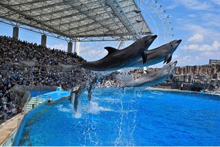 GWは家族で出かけよう♪大人もうれしい!夕食バイキングではアルコールも込み!伊勢神宮両参りと名古屋港水族館