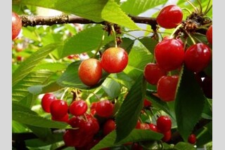 毎年大人気!赤い宝石「さくらんぼ狩り食べ放題」&世羅高原のあじさい