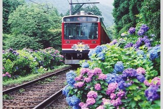 一人2席利用!気ままにひとり旅あじさい彩る箱根登山鉄道と2026年4月OPEN!メグラスガーデンナゴヤ