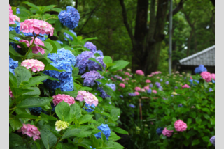 アサヒグループ大山崎山荘美術館 開館30周年記念・没後100年クロード・モネ展