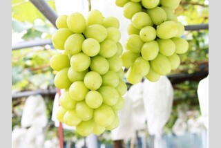 秋の美食ツアー♪シャインマスカット狩り食べ放題