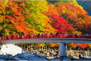 昼神温泉選べる名旅館      約4000本のもみじの大迫力!  東海一の大紅葉 香嵐渓と3つの紅葉狩り