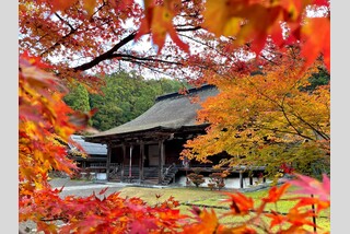 錦秋の湖東三山と八幡堀めぐり