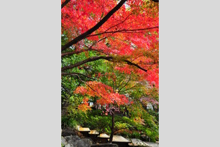 標高599m 紅葉の高尾山登山と 秋めく鎌倉ご散策