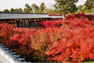 紅葉のひとり旅<バス席1人2席利用>2日間で9ヶ所を一気に巡る!雅な京の6大紅葉ベストハイライト